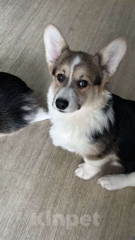 Собаки в других городах Челябинской области: Продам Девочка, Бесплатно - фото 6