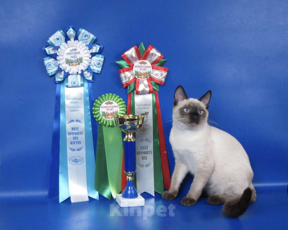 Кошки в Москве: Max Gamlet Мальчик, 70 000 руб. - фото 1