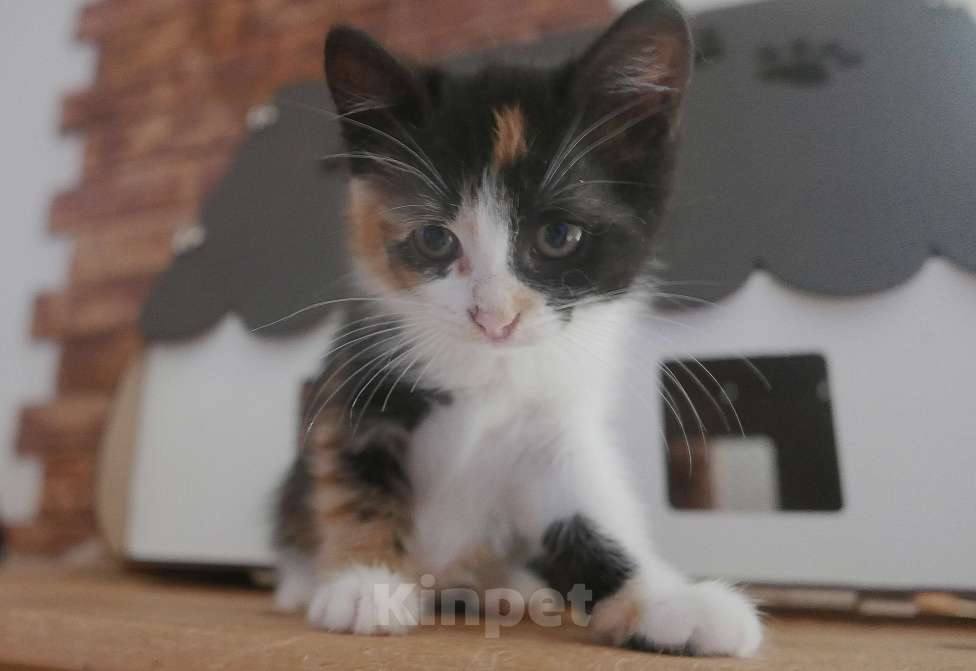 Кошки в Красногорске: Трехцветка Бусечка Девочка, 50 руб. - фото 8