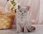 Кошки в Санкт-Петербурге: Британская милашка - сладкая мордашка Девочка, 50 000 руб. - фото 3