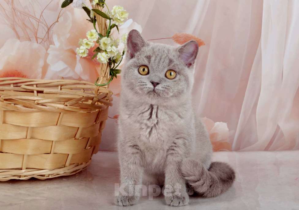 Кошки в Санкт-Петербурге: Британская милашка - сладкая мордашка Девочка, 50 000 руб. - фото 3