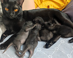 Кошки в Санкт-Петербурге: Бомбейские котята Мальчик, Бесплатно - фото 3