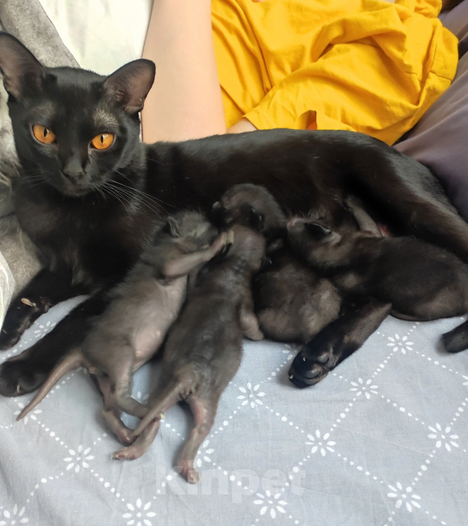 Кошки в Санкт-Петербурге: Бомбейские котята Мальчик, Бесплатно - фото 3