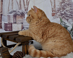 Кошки в Санкт-Петербурге: Британский котик солнечного окраса Мальчик, 45 000 руб. - фото 6