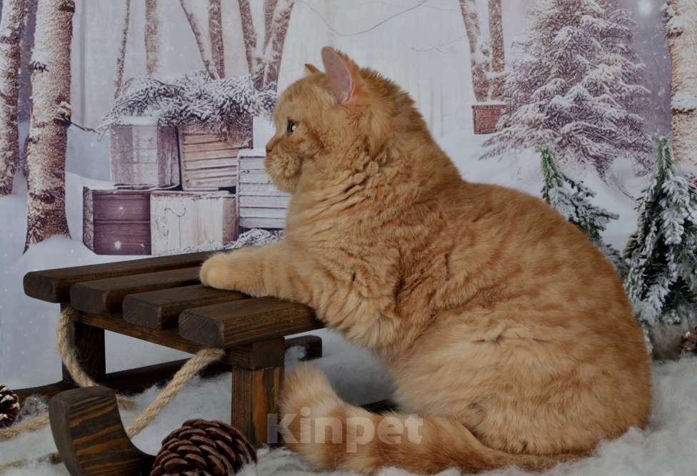 Кошки в Санкт-Петербурге: Британский котик солнечного окраса Мальчик, 45 000 руб. - фото 6