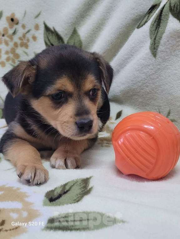 Собаки в Москве: Маленький щенок из приюта в добрые руки Девочка, Бесплатно - фото 4