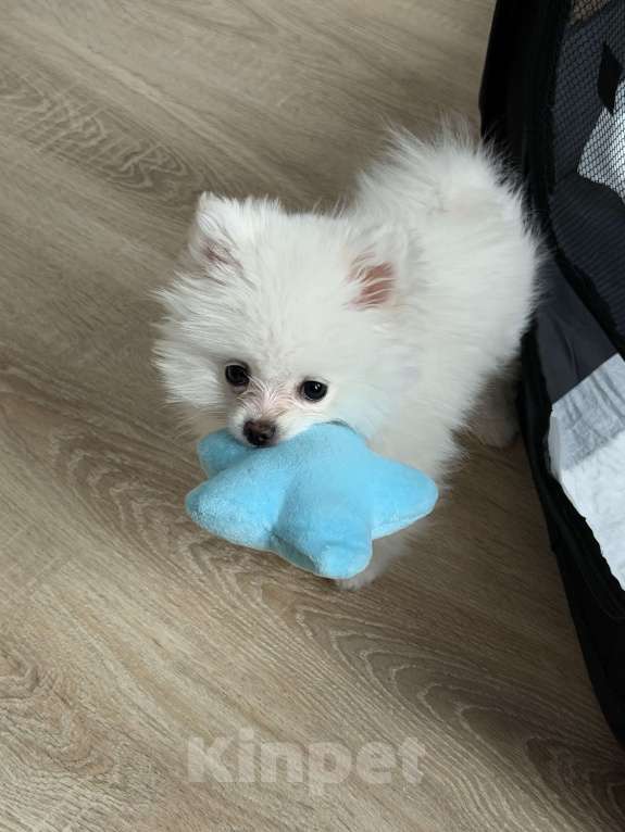 Собаки в других городах Московской области: Продам шпица мини Мальчик, 33 000 руб. - фото 1