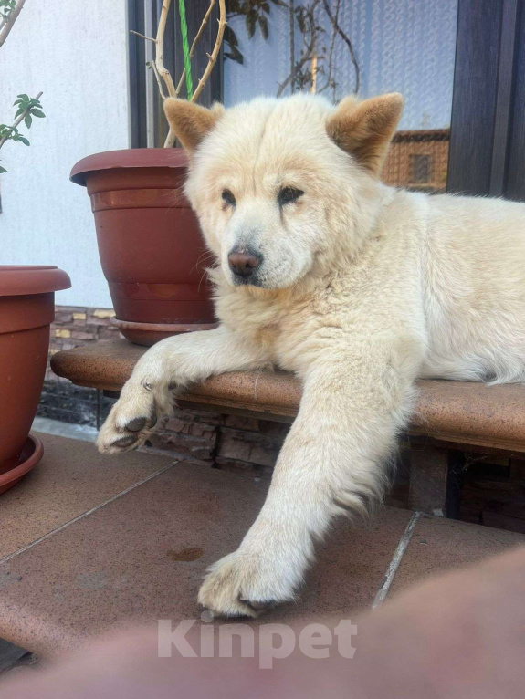 Собаки в Аксае: Волонтерская собака Мишель Чау-чау Девочка, 20 000 руб. - фото 7