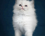 Кошки в Москве: Девочка Рэгдолл самая нежная Девочка, 70 000 руб. - фото 2