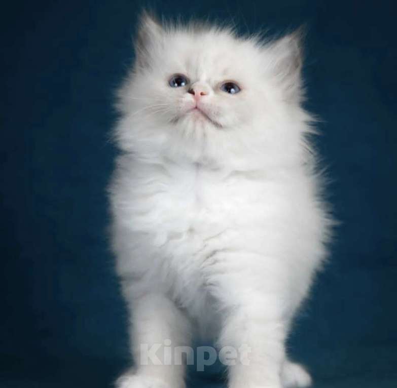 Кошки в Москве: Девочка Рэгдолл самая нежная Девочка, 70 000 руб. - фото 2