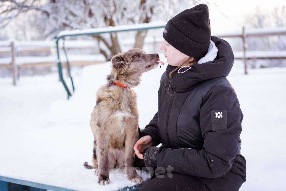 Собаки в Москве: Щенок необычного окраса, эксклюзив! Бесплатно, в добрые руки Девочка, Бесплатно - фото 6
