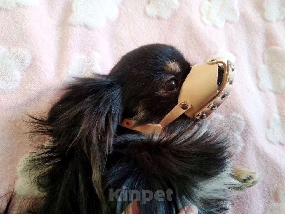 Собаки в Королеве: Молодой Чих ищет невесту! Мальчик, 10 000 руб. - фото 4