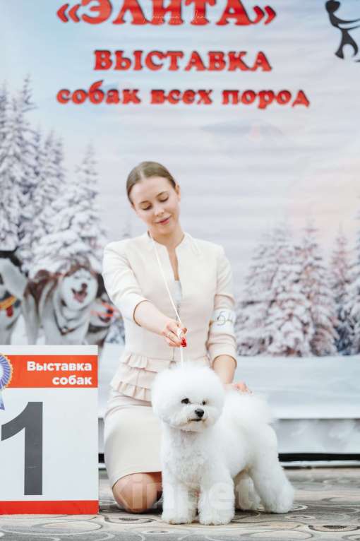 Собаки в Новосибирске: Бишон фризе вязка Мальчик, Бесплатно - фото 7
