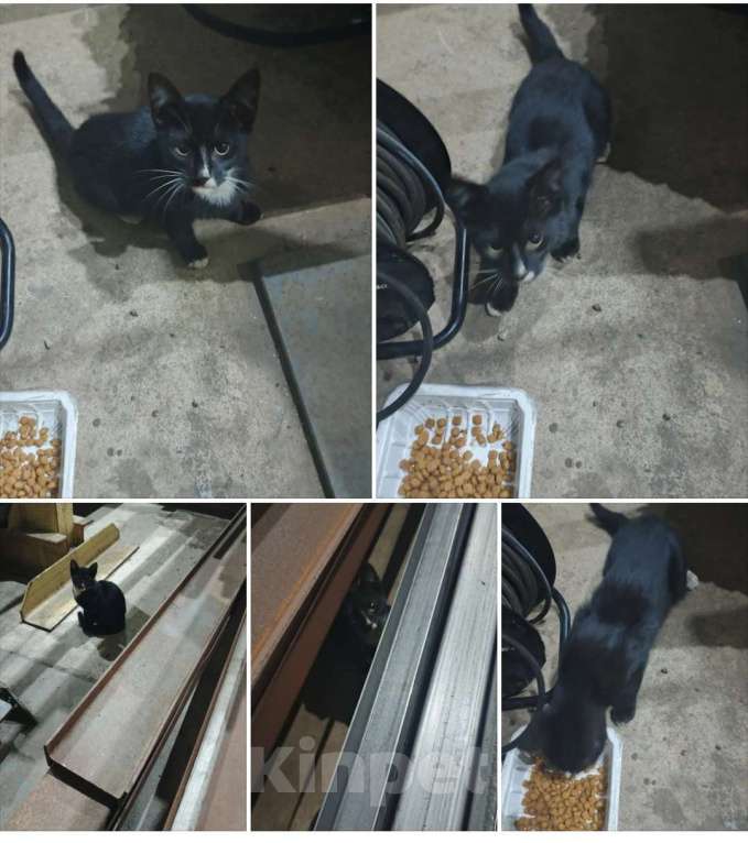 Кошки в Санкт-Петербурге: Котенок со склада Мальчик, Бесплатно - фото 1