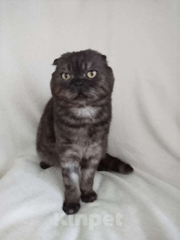 Кошки в Санкт-Петербурге: Ласковый шотландец ищет дом Мальчик, Бесплатно - фото 2