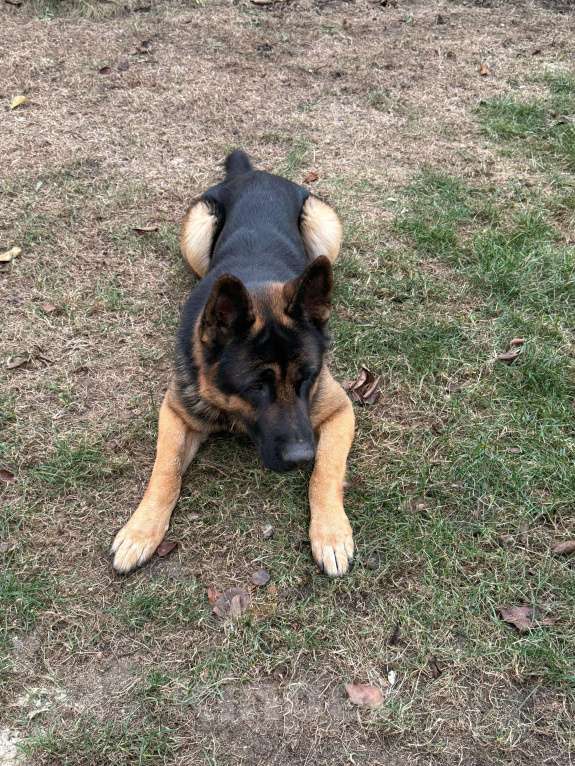 Собаки в Волгодонске: Собака  Мальчик, 30 000 руб. - фото 3