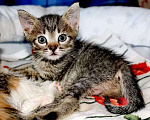 Кошки в Электрогорске: котята в добрые руки Девочка, Бесплатно - фото 2
