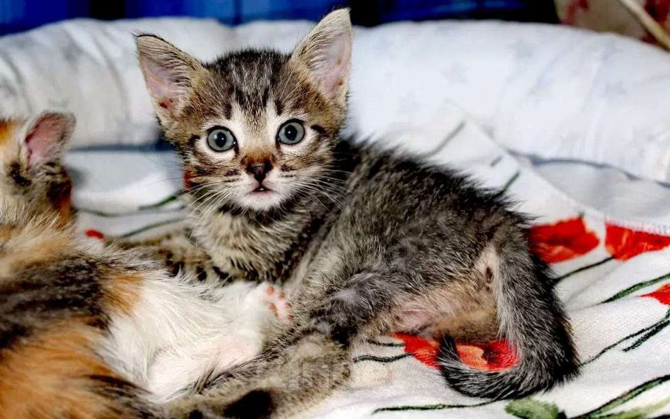 Кошки в Электрогорске: котята в добрые руки Девочка, Бесплатно - фото 2