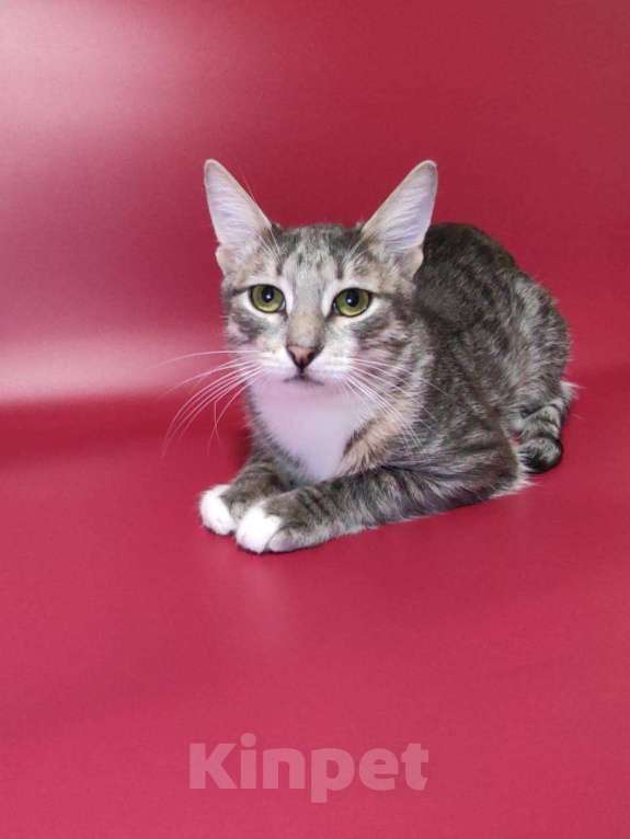 Кошки в Москве: Котёнок домой Мальчик, Бесплатно - фото 1