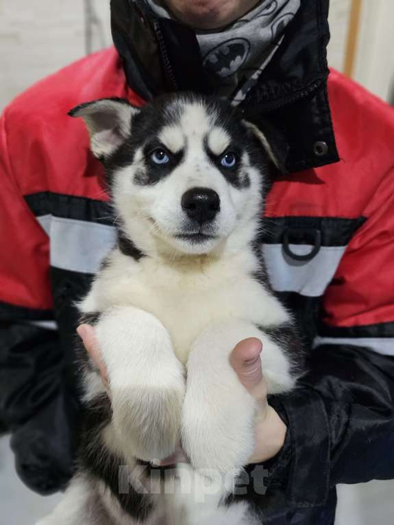 Собаки в Воронеже: Мальчик ХАСКИ Мальчик, 15 000 руб. - фото 1