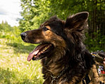 Собаки в Электростали: Рекс ищет друга Мальчик, 1 руб. - фото 3