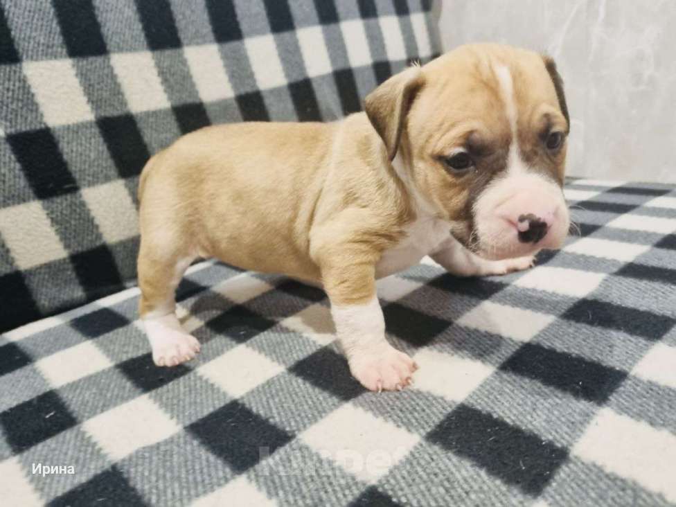 Собаки в Самаре: Продам Стаффордширского терьера Девочка, 10 000 руб. - фото 2