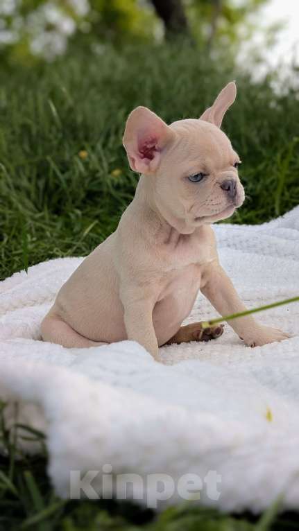 Собаки в других городах Крыма: Французская красотка Девочка, 100 000 руб. - фото 3
