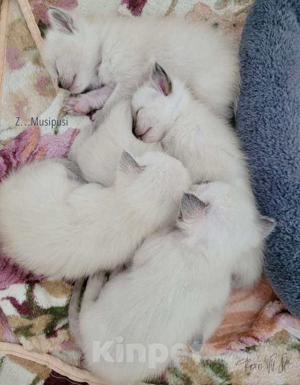 Кошки в Санкт-Петербурге: Тайские чистопородные (сиамские старотипные) котята Девочка, 75 000 руб. - фото 3