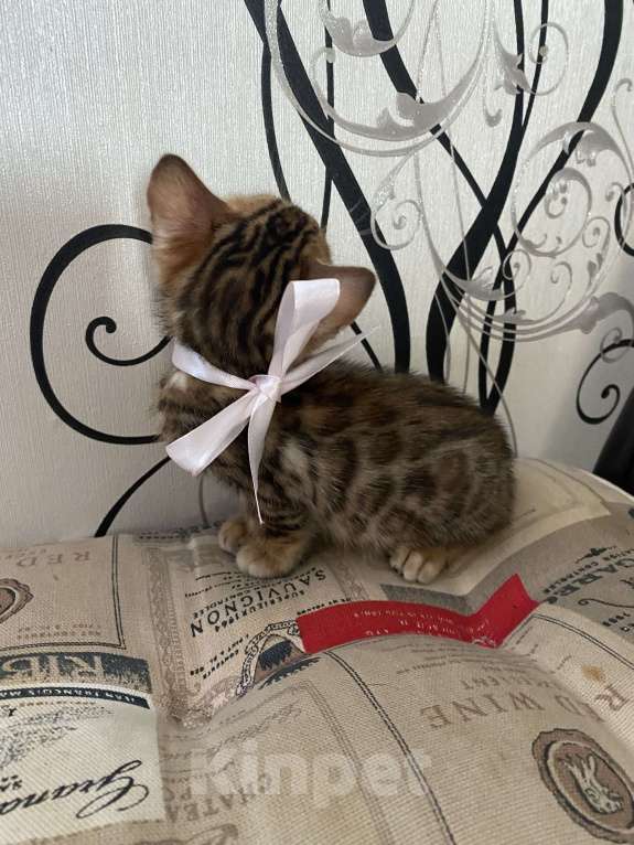 Кошки в Москве: Бенгальская девчушка Девочка, 15 000 руб. - фото 3