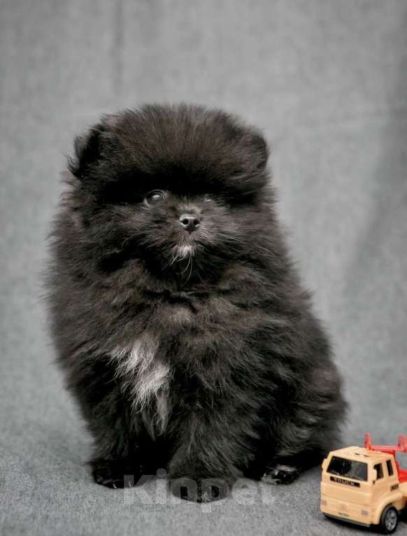 Собаки в Пушкино: Померанский шпиц мальчик Мальчик, 25 000 руб. - фото 3