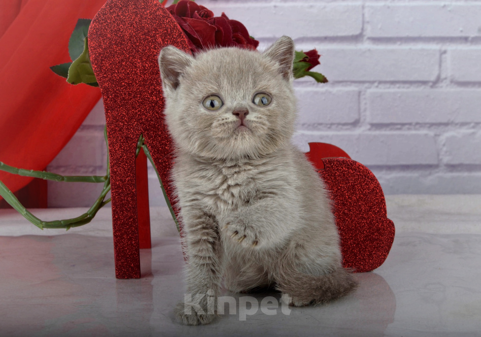 Кошки в Санкт-Петербурге: Британский лиловый котик цветом крем-брюле Мальчик, 45 000 руб. - фото 1