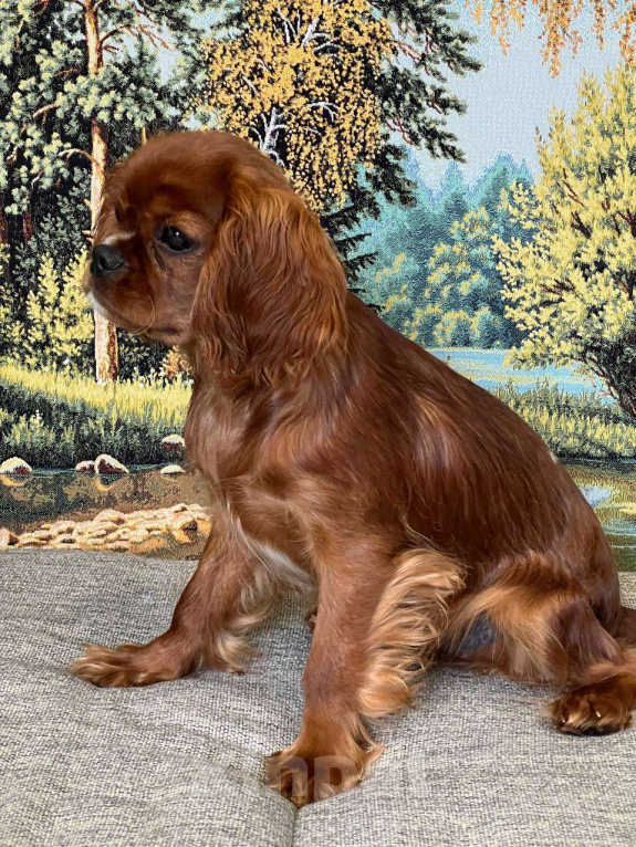 Собаки в Иваново: Очаровательная девочка Девочка, Бесплатно - фото 2