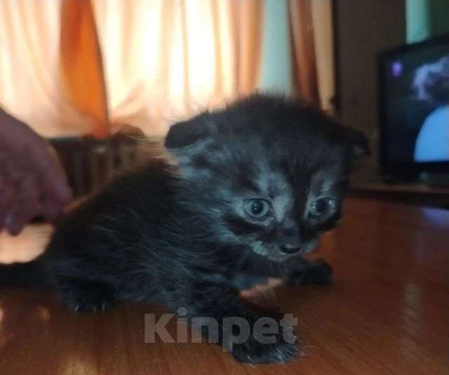 Кошки в Кемерово: Котята в добрые руки Девочка, Бесплатно - фото 3
