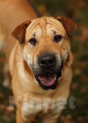 Собаки в Москве: Маффин суперпозитивный и общительный! Мальчик, Бесплатно - фото 3