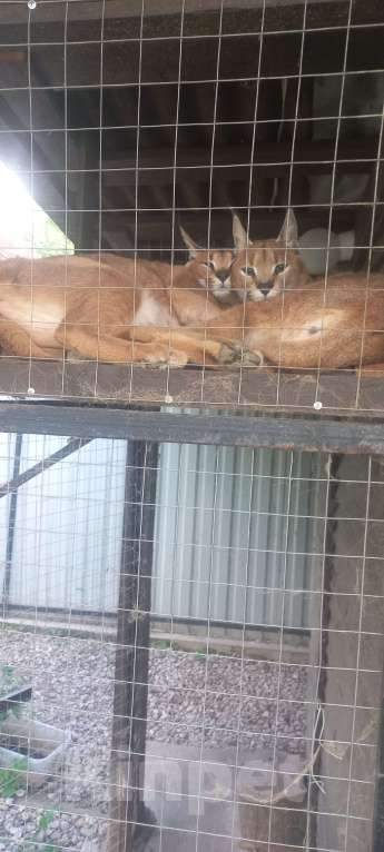 Кошки в Пскове: Каракал Мальчик, 180 000 руб. - фото 1