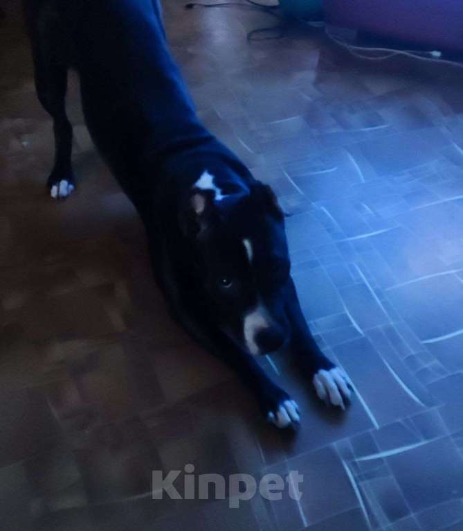 Собаки в Омске: Срочно продам собаку Девочка, 3 900 руб. - фото 2