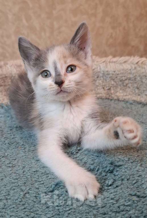 Кошки в Москве: Котёнок с ромбиком на носу в добрые руки  Девочка, Бесплатно - фото 6