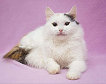 Кошки в Москве: Кошка, которая будет сидеть на руках! И которая наверняка станет вашим преданным хвостиком Девочка, Бесплатно - фото 1
