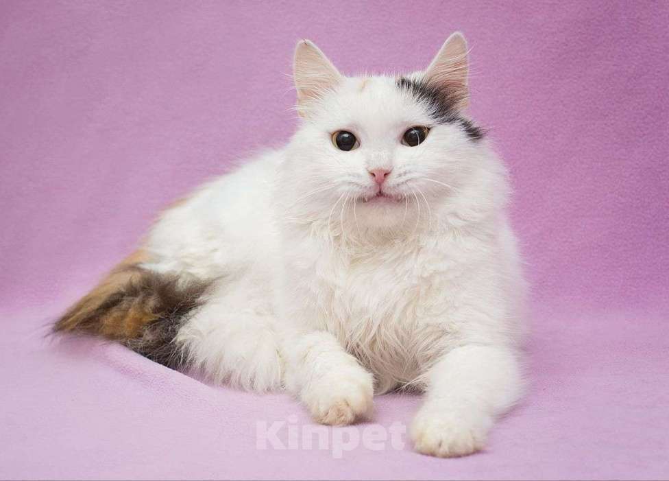 Кошки в Москве: Кошка, которая будет сидеть на руках! И которая наверняка станет вашим преданным хвостиком Девочка, Бесплатно - фото 1