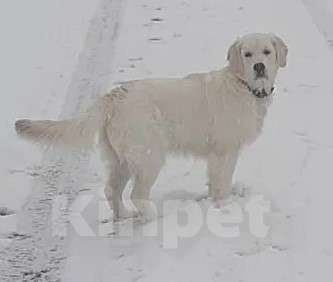 Собаки в Краснодаре: Подрощенные щенки золотистого ретривера Девочка, 90 000 руб. - фото 3