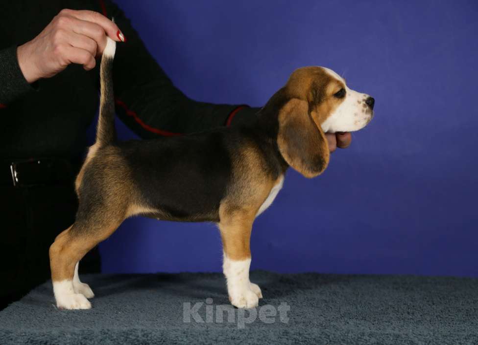 Собаки в Москве: Щенки бигль п-к Кара Урус Разнополые, 50 000 руб. - фото 6