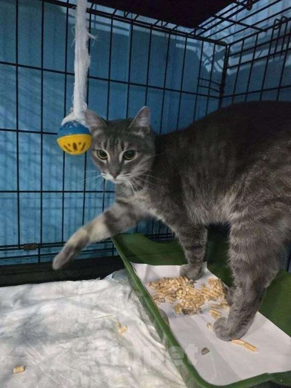 Кошки в Москве: Брошен в морозы на улице, котик в добрые руки Мальчик, Бесплатно - фото 5