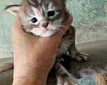 Кошки в Омске: Мейн-кун котята Девочка, 25 000 руб. - фото 2