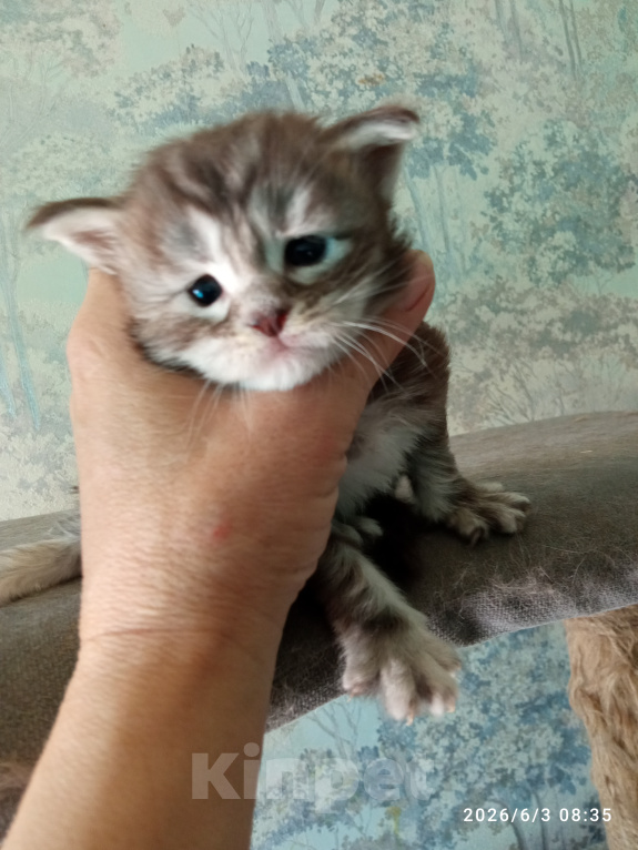 Кошки в Омске: Мейн-кун котята Девочка, 25 000 руб. - фото 2