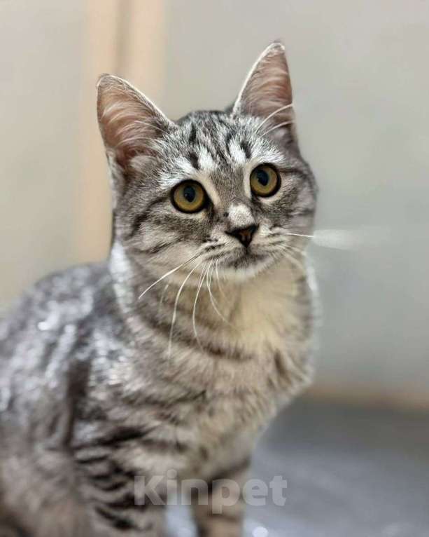 Кошки в Москве: Котеночек, над которым издевались хозяева, пролечен и готов ехать домой! Мальчик, Бесплатно - фото 1