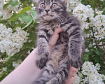 Кошки в Москве: Пушистый котёнок в добрые руки Девочка, Бесплатно - фото 10