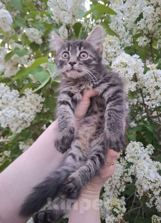 Кошки в Москве: Пушистый котёнок в добрые руки Девочка, Бесплатно - фото 10