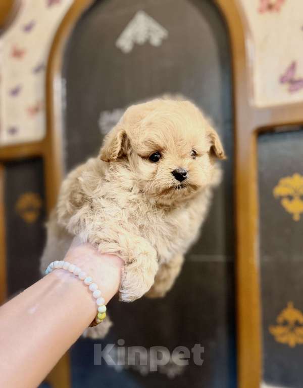 Собаки в Ростове-на-Дону: Мальтипу девочки Девочка, 70 000 руб. - фото 2