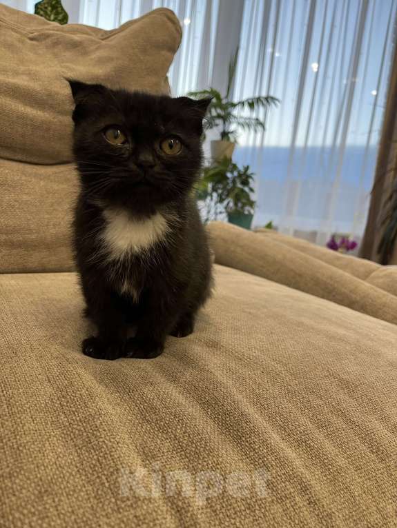 Кошки в других городах Самарской области: Шотландские котята прямоухие Мальчик, 1 500 руб. - фото 6