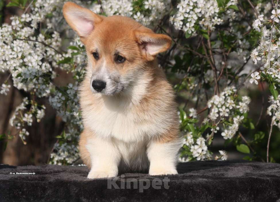 Собаки в Москве: Щенки вельш корги. Мальчик, 65 000 руб. - фото 2